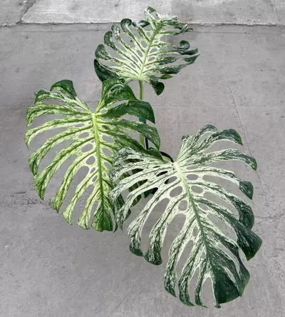 plant/Large Monstera White Devil Monster-2-thumbnail