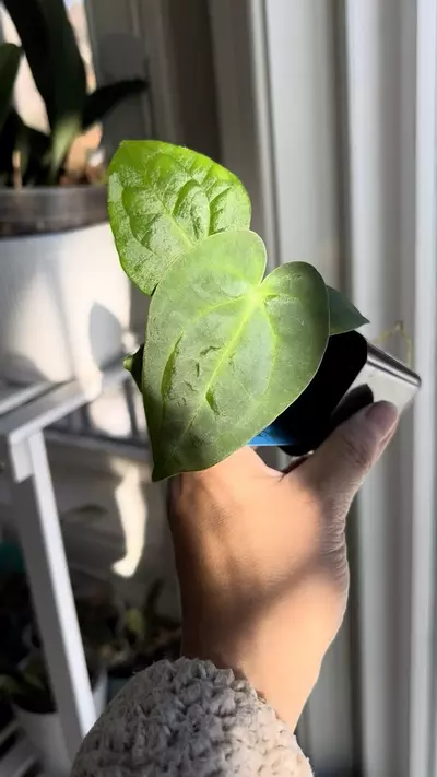 plant/BVEP x Dark Phoenix x Black Mag “Burpy” Red Crystal #2-1-thumbnail