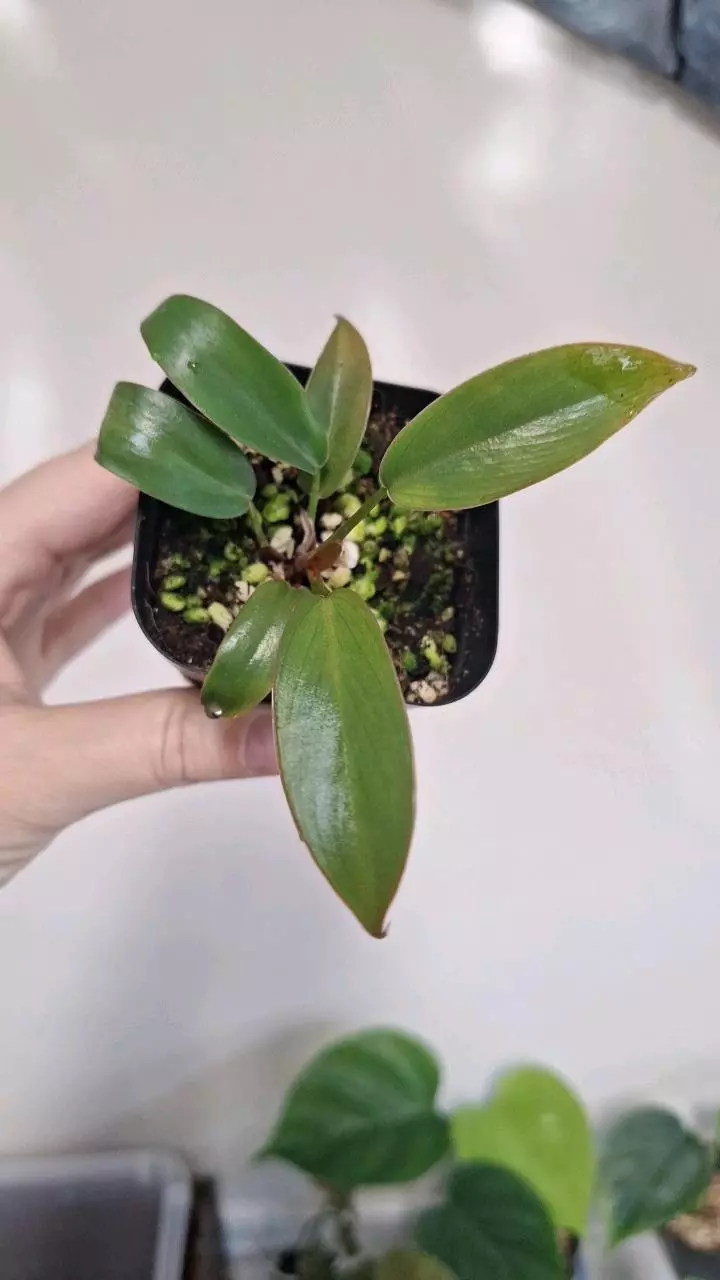 plant/Philodendron Florida Bronze-0