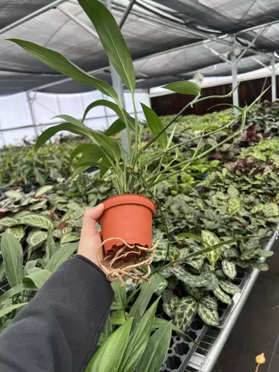 plant/Amplissimum Green 4” pot growers choice-5-thumbnail