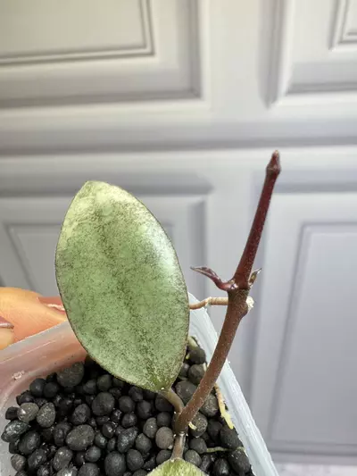 plant/Hoya Kinabalu Silver rooted cutting with new growth -1-thumbnail