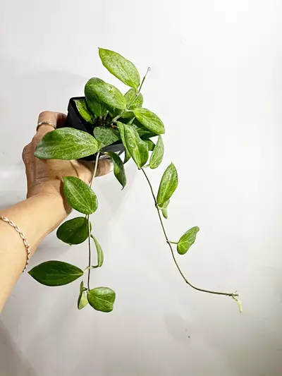 plant/🫟 Hoya Fitchii-1-thumbnail