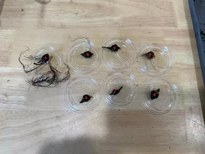 plant/Mint Batwing Corm(s)-1-thumbnail