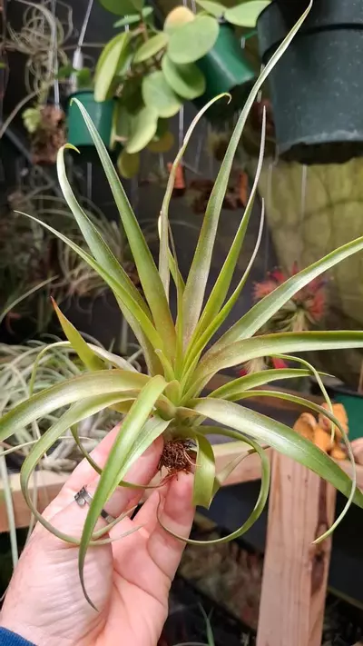 plant/Z53 WYSIWYG Exact Plant Capitata Red Air Plant-0-thumbnail