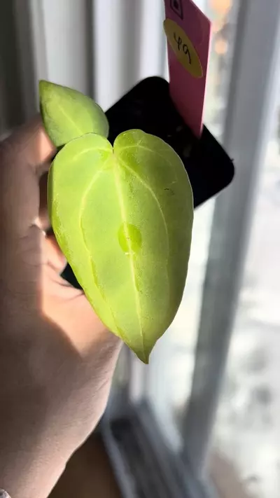 plant/Anthurium Wuhoo’s First Night (open pollinated) #49-1-thumbnail