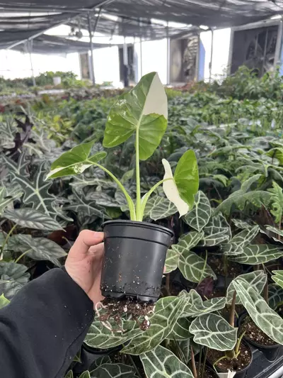 plant/Alocasia Macrorrhiza Albo 4” pot growers choice-4-thumbnail