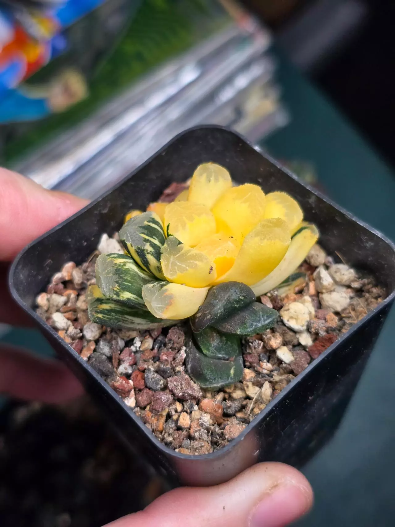 plant/Haworthia Maughanii Variegated-0