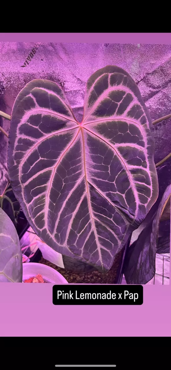 plant/Anthurium Michelle/RC x Pink Lemonade Pap #1-2