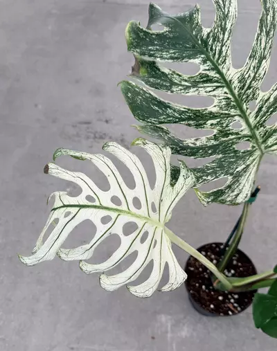 plant/Monstera White Devil Monster-4-thumbnail