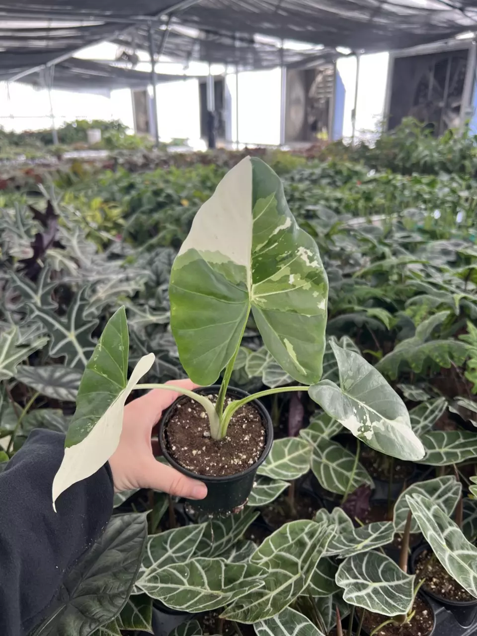 plant/Alocasia Macrorrhiza Albo 4” pot growers choice-0