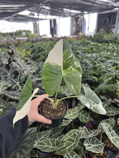 plant/Alocasia Macrorrhiza Albo 4” pot growers choice-0-thumbnail