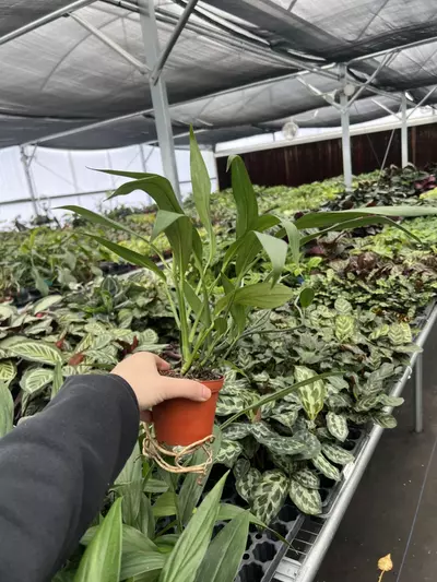 plant/Amplissimum Green 4” pot growers choice-4-thumbnail