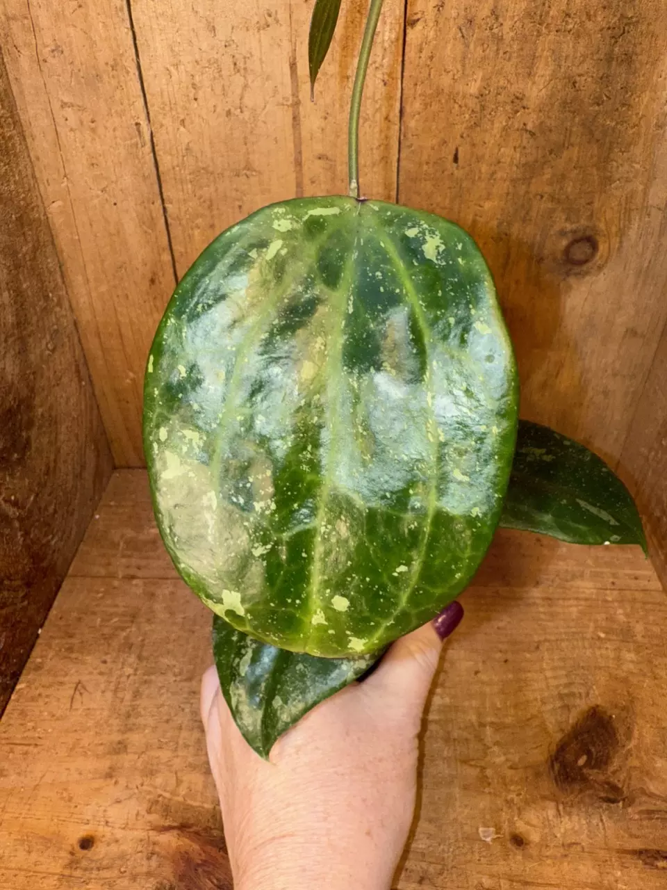 plant/450 Hoya latifolia ‘Snow Queen’ pretty!-2