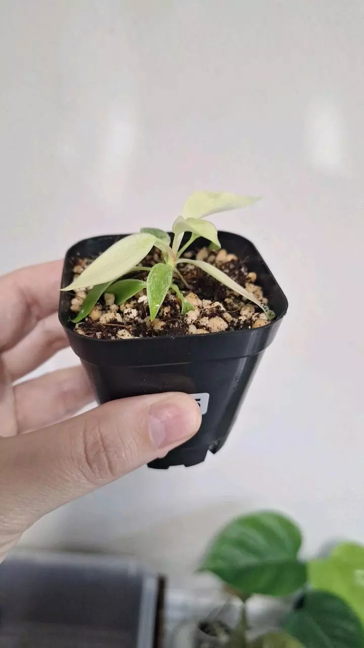 plant/Philodendron Florida Ghost-2