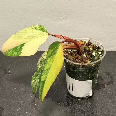 plant/Philodendron strawberry shake-2-thumbnail