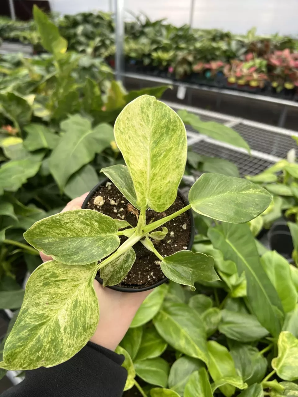 plant/Philodendron Giganteum Blizzard 4” pt growers choice-0