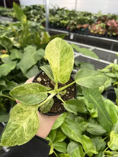 plant/Philodendron Giganteum Blizzard 4” pt growers choice-0-thumbnail