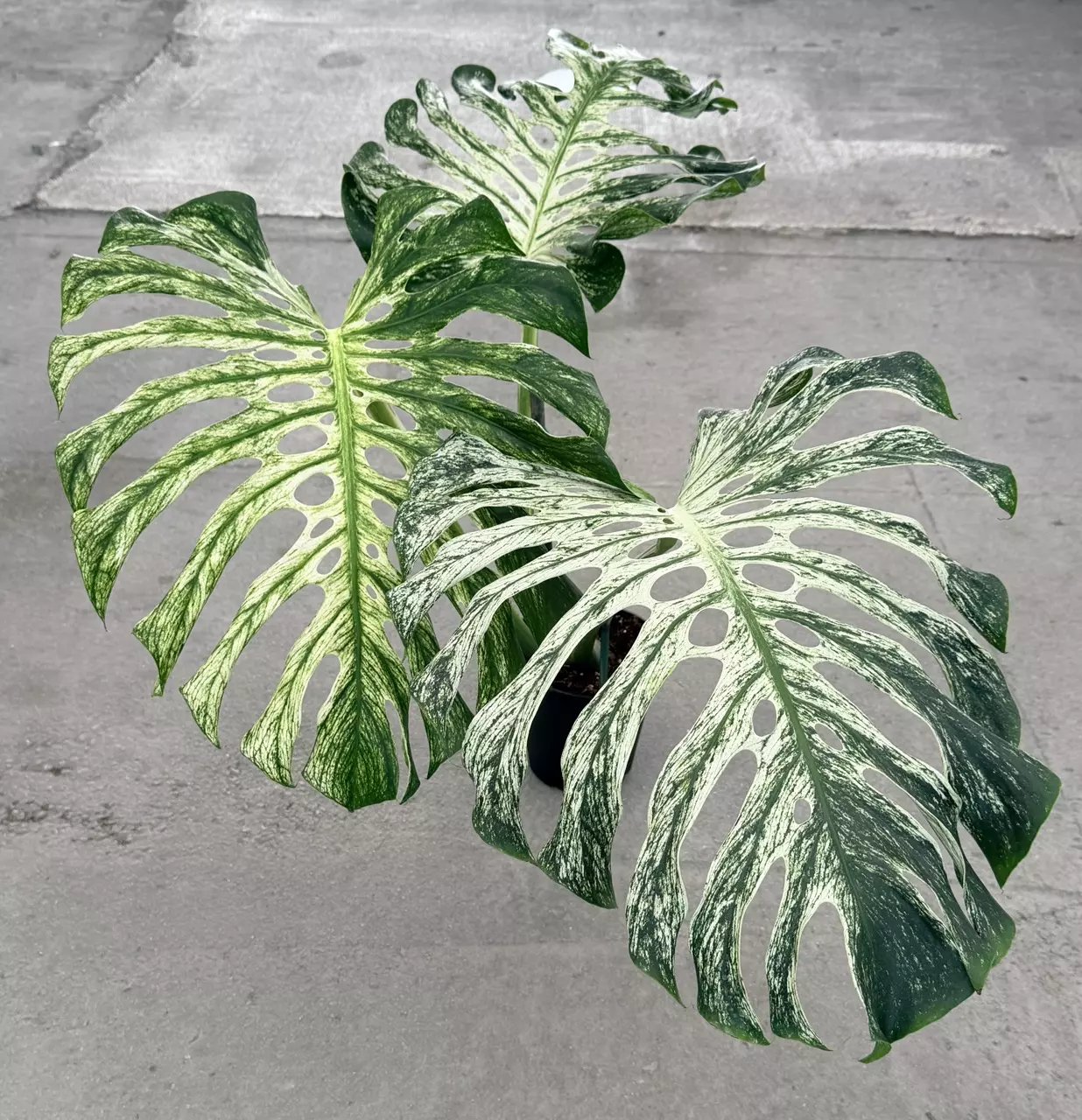 plant/Large Monstera White Devil Monster-7