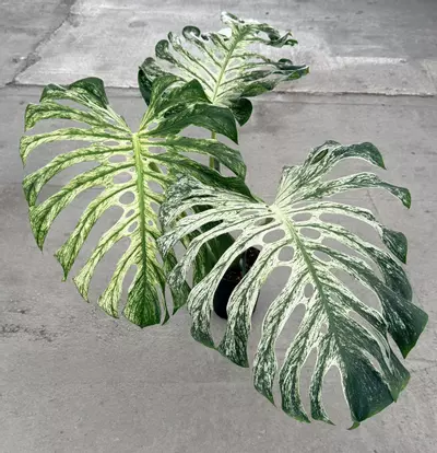 plant/Large Monstera White Devil Monster-7-thumbnail