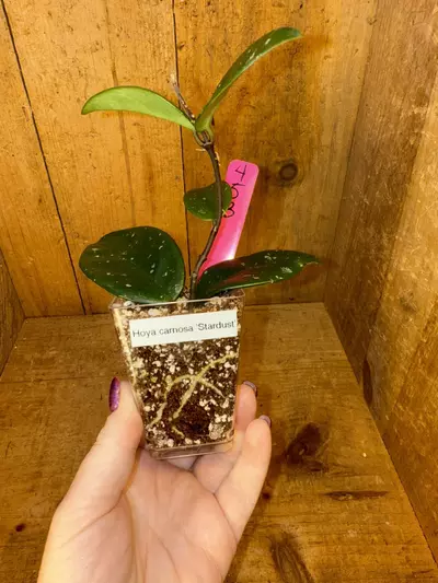 plant/453 Hoya carnosa ‘Stardust’-1-thumbnail
