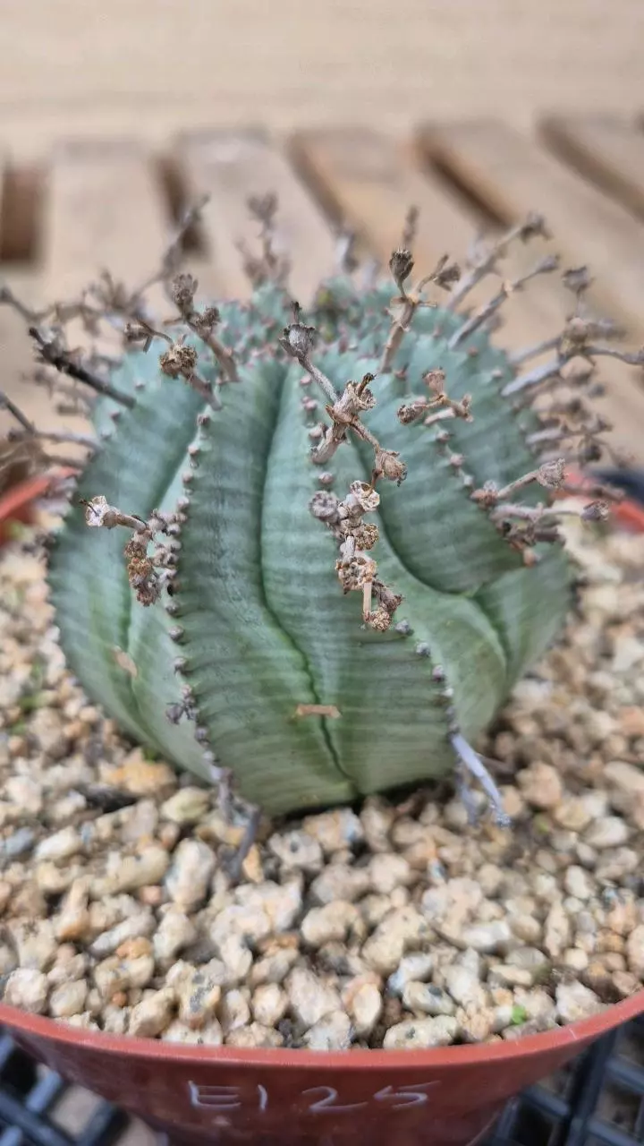 plant/E125 Euphorbia meloformis x horrida-0