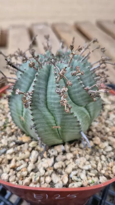 plant/E125 Euphorbia meloformis x horrida-0-thumbnail
