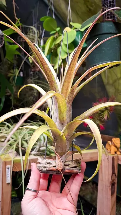 plant/Z46 WYSIWYG Exact Plant XLarge Flexuosa Vivipara Air Plant on Hanger-0-thumbnail