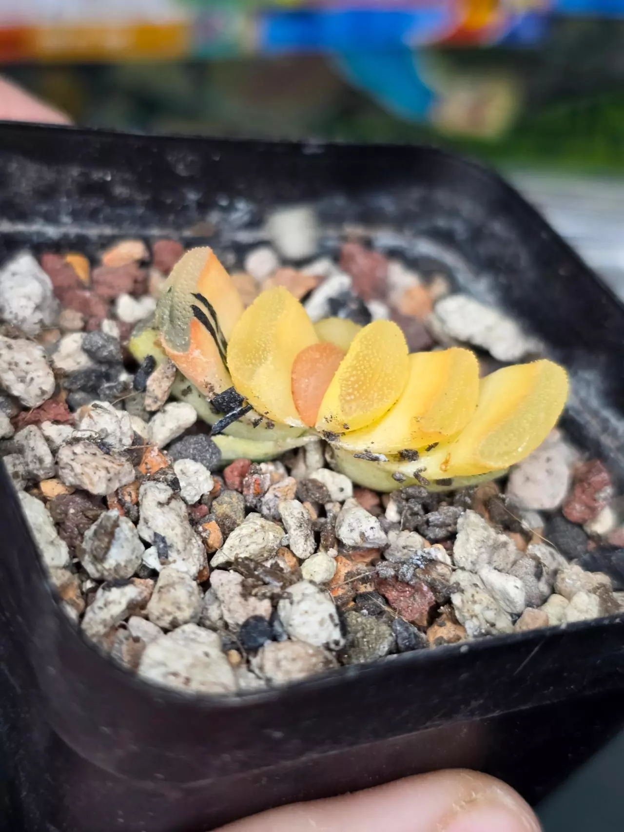 heat_pack/Haworthia Truncata Variegated Small Leaf-1