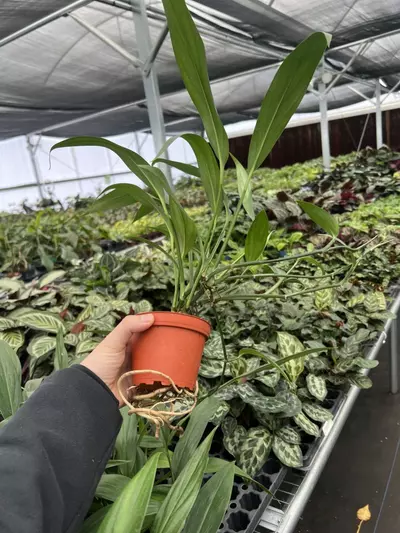 plant/Amplissimum Green 4” pot growers choice-2-thumbnail