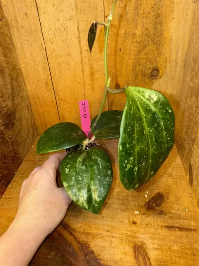 plant/450 Hoya latifolia ‘Snow Queen’ pretty!-0-thumbnail