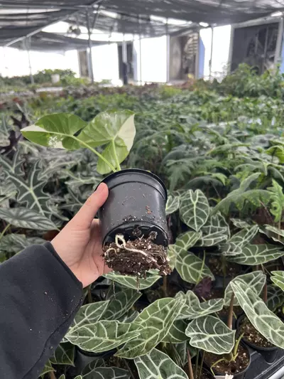 plant/Alocasia Macrorrhiza Albo 4” pot growers choice-5-thumbnail