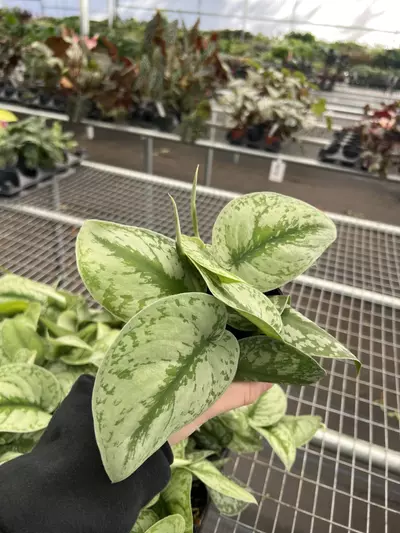 plant/Scindapsus Exotica 4” pot growers choice-2-thumbnail