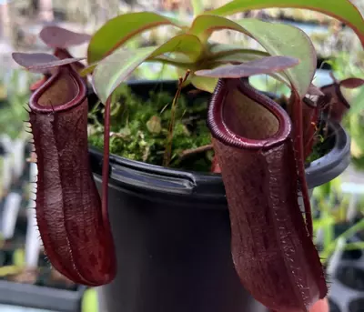 plant/Ram x vent-2-thumbnail