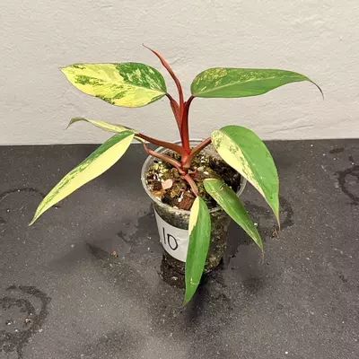 plant/Philodendron strawberry shake-2-thumbnail