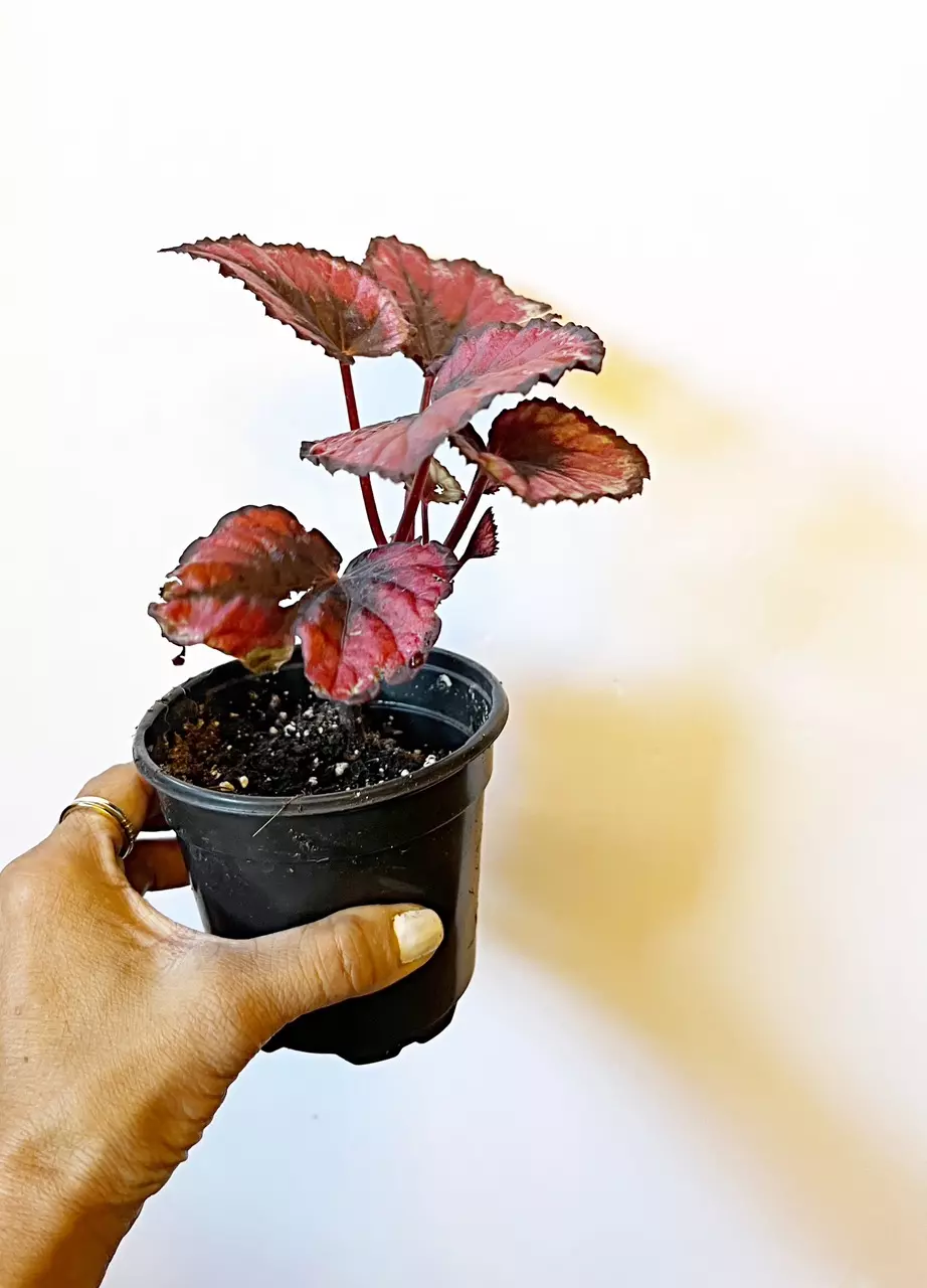 plant/🫟 Begonia Rex Putz. “Painted Leaf”-1