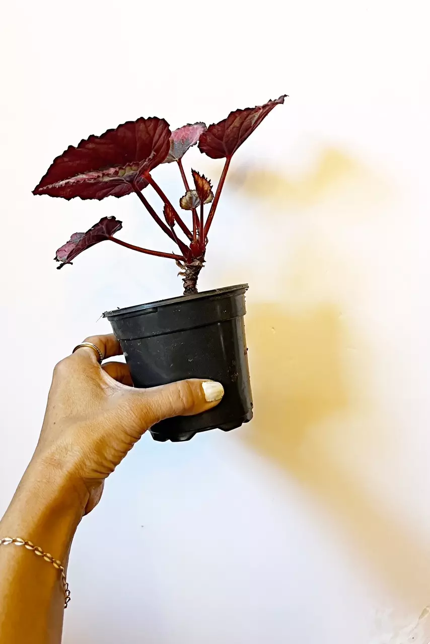 plant/🫟 Begonia Rex Putz. “Painted Leaf”-3