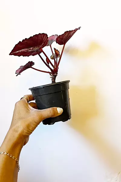 plant/🫟 Begonia Rex Putz. “Painted Leaf”-3-thumbnail