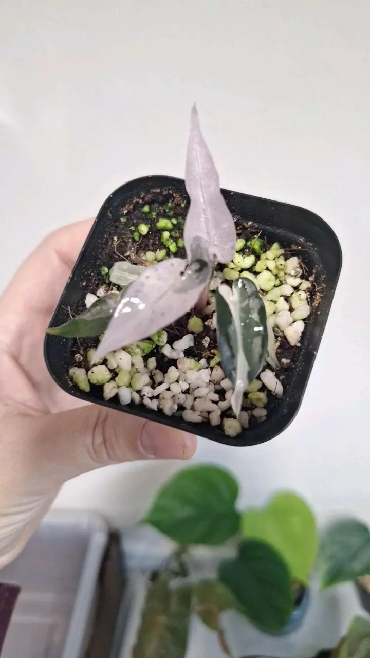 plant/Alocasia Pink Bambino-1