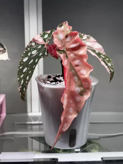 plant/Pink maculata-0-thumbnail