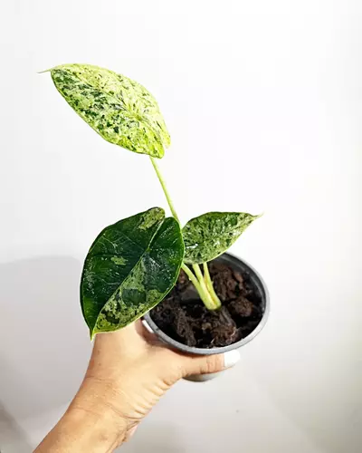 plant/🔥 Alocasia Dragon Scale Mint-1-thumbnail