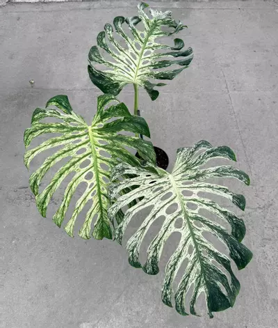 plant/Large Monstera White Devil Monster-3-thumbnail