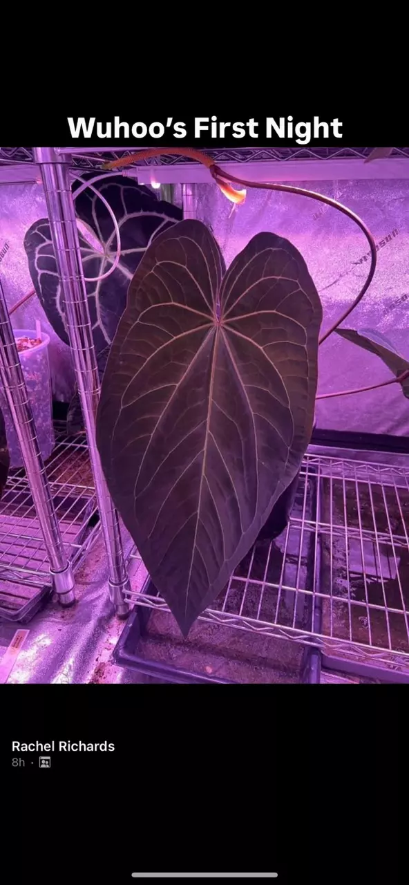 plant/Anthurium Wuhoo’s First Night (open pollinated) #49-2