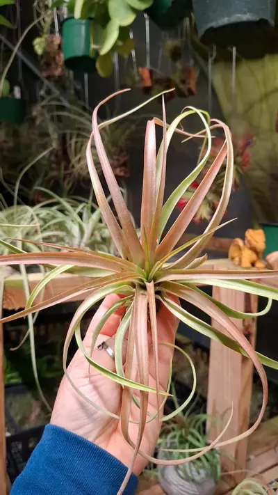 plant/Z52 WYSIWYG Exact Plant Capitata Red Blushed  Air Plant-0-thumbnail