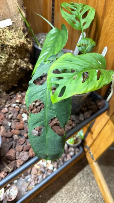 plant/Private listing for Brandon-0-thumbnail