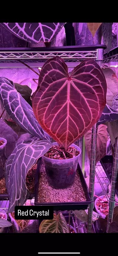 plant/Anthurium Red Crystalinum x Pink Lemonade-2-thumbnail