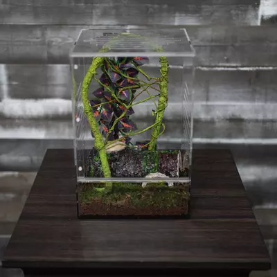 plant/Crested Gecko Complete Starter Kit-2-thumbnail