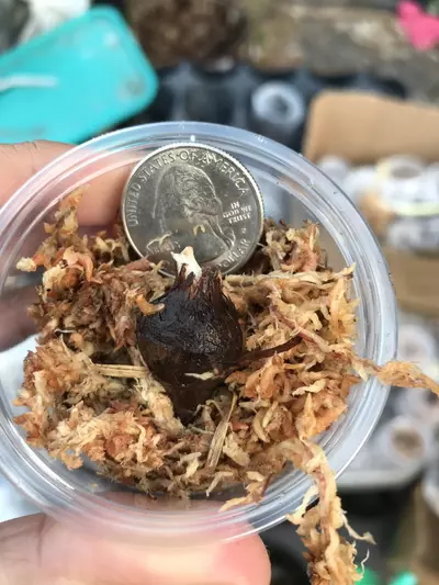 plant/Pink Variegated Alocasia Serendipity Corm-2-thumbnail