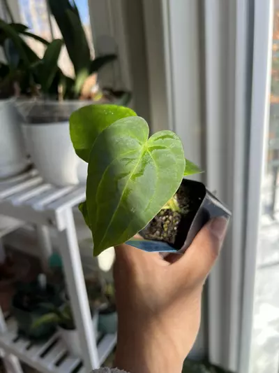 plant/BVEP x Dark Phoenix x Black Mag “Burpy” Red Crystal #2-0-thumbnail