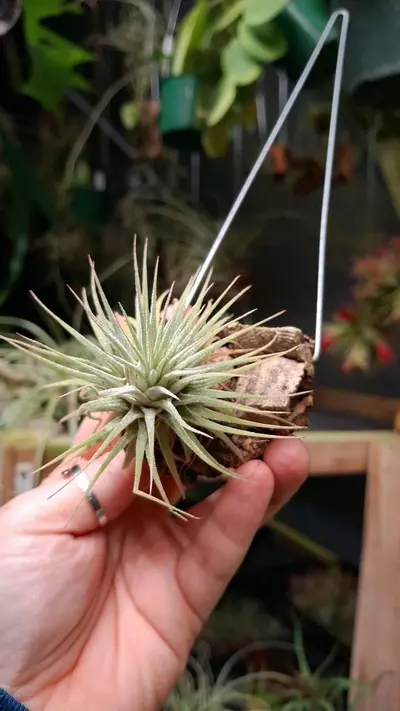 plant/Z50 WYSIWYG Exact Plant Ionantha Guatemala  Air Plant on Hanger-0-thumbnail