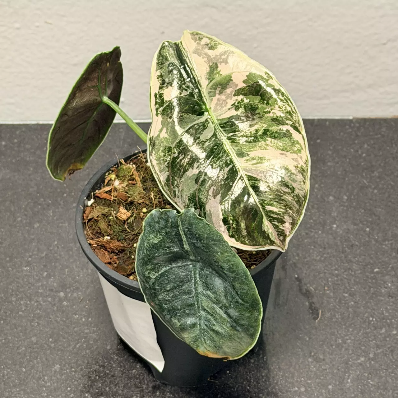 plant/Alocasia pink azlanii-2